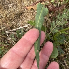 Rumex brownii at Yarralumla, ACT - 16 Nov 2023