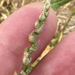 Rumex brownii at Yarralumla, ACT - 16 Nov 2023