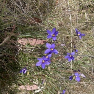 Cheiranthera linearis at Jacka, ACT - 16 Nov 2023 03:47 PM