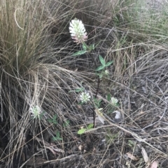 Trifolium vesiculosum (Arrow-leaf Clover) at National Arboretum Forests - 8 Nov 2023 by walter