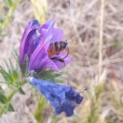 Apis mellifera (European honey bee) at Hume, ACT - 16 Nov 2023 by mikekl23