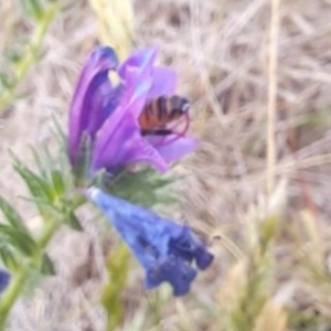 Apis mellifera at Jerrabomberra East Offset (JE_4) - 16 Nov 2023 01:30 PM