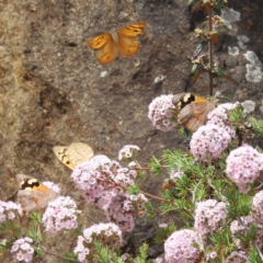 Heteronympha merope at ANBG - 16 Nov 2023