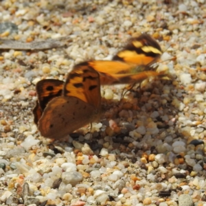 Heteronympha merope at ANBG - 16 Nov 2023