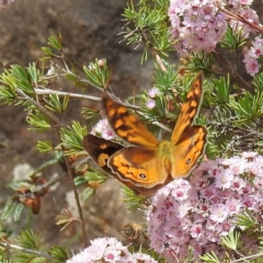 Heteronympha merope at ANBG - 16 Nov 2023