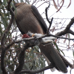 Accipiter fasciatus (Brown Goshawk) at Acton, ACT - 16 Nov 2023 by HelenCross