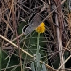 Zizina otis (Common Grass-Blue) at Jerrabomberra Grassland - 16 Nov 2023 by mikekl23