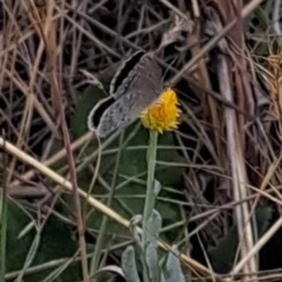 Zizina otis (Common Grass-Blue) at Jerrabomberra East Offset (JE_4) - 16 Nov 2023 by mikekl23