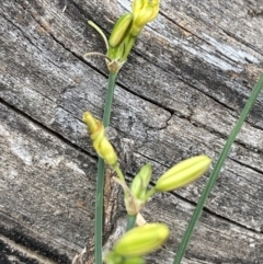 Tricoryne elatior (Yellow Rush Lily) at Majura, ACT - 16 Nov 2023 by SilkeSma