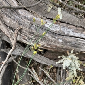 Tricoryne elatior at Mount Ainslie - 16 Nov 2023