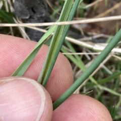 Tricoryne elatior at Mount Ainslie - 16 Nov 2023