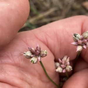 Laxmannia gracilis at Mount Ainslie - 16 Nov 2023