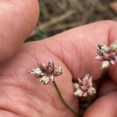 Laxmannia gracilis (Slender Wire Lily) at Majura, ACT - 16 Nov 2023 by SilkeSma