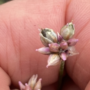 Laxmannia gracilis at Mount Ainslie - 16 Nov 2023