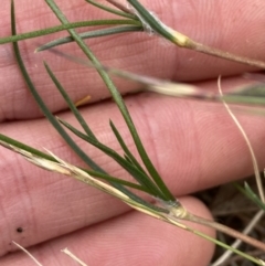 Laxmannia gracilis at Mount Ainslie - 16 Nov 2023