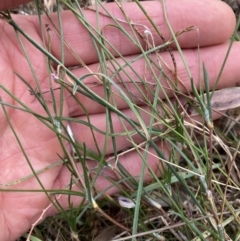 Laxmannia gracilis at Mount Ainslie - 16 Nov 2023