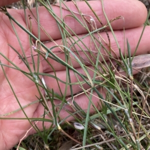 Laxmannia gracilis at Mount Ainslie - 16 Nov 2023