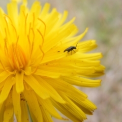 Dasytinae (subfamily) (Soft-winged flower beetle) at Yarralumla, ACT - 15 Nov 2007 by MichaelMulvaney