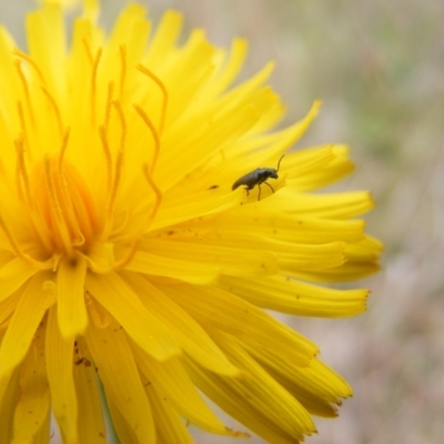 Dasytinae (subfamily) (Soft-winged flower beetle) at Yarralumla, ACT - 14 Nov 2007 by MichaelMulvaney