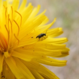 Dasytinae (subfamily) at Yarralumla Grassland (YGW) - 15 Nov 2007