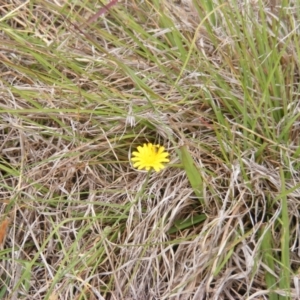 Lasioglossum (Chilalictus) sp. (genus & subgenus) at Yarramundi Grassland (YGN) - 15 Nov 2007