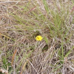 Lasioglossum (Chilalictus) sp. (genus & subgenus) at Yarramundi Grassland (YGN) - 15 Nov 2007