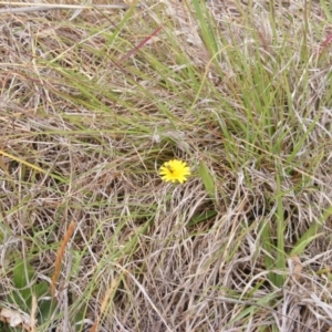 Lasioglossum (Chilalictus) sp. (genus & subgenus) at Yarramundi Grassland (YGN) - 15 Nov 2007 12:40 PM