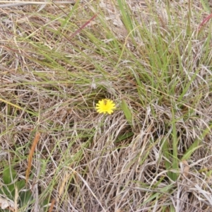 Lasioglossum (Chilalictus) sp. (genus & subgenus) at Yarramundi Grassland (YGN) - 15 Nov 2007 12:40 PM