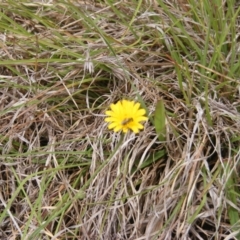 Lasioglossum (Chilalictus) sp. (genus & subgenus) at Yarramundi Grassland (YGN) - 15 Nov 2007