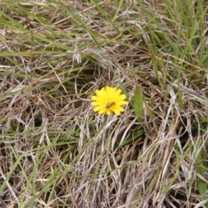 Lasioglossum (Chilalictus) sp. (genus & subgenus) at Yarramundi Grassland (YGN) - 15 Nov 2007