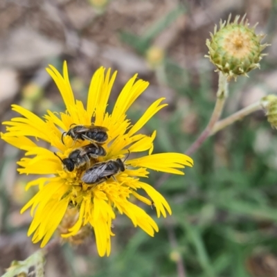 Lasioglossum (Chilalictus) lanarium (Halictid bee) at Molonglo Valley, ACT - 15 Nov 2023 by galah681