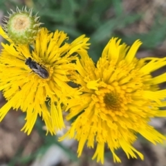 Lasioglossum (Chilalictus) lanarium at Sth Tablelands Ecosystem Park - 16 Nov 2023 09:05 AM