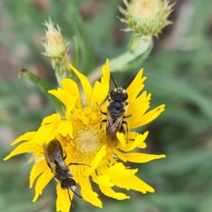 Lasioglossum (Chilalictus) lanarium at Sth Tablelands Ecosystem Park - 16 Nov 2023 09:05 AM