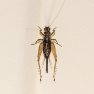 Trigonidium sp. (genus) at QPRC LGA - suppressed