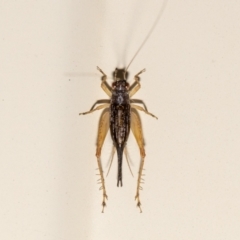 Trigonidium sp. (genus) (A Sword-tail Cricket) at Jerrabomberra, NSW - 14 Nov 2023 by MarkT