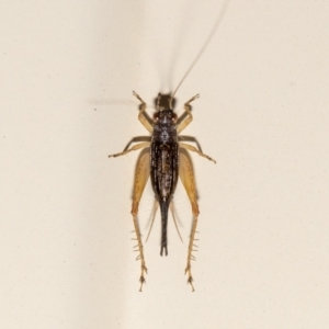 Trigonidium sp. (genus) at QPRC LGA - 14 Nov 2023