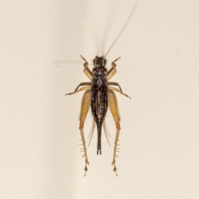 Trigonidium sp. (genus) (A Sword-tail Cricket) at QPRC LGA - 14 Nov 2023 by MarkT