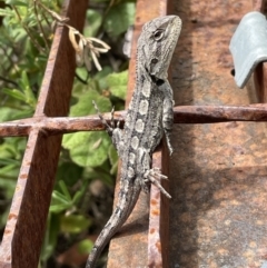 Amphibolurus muricatus at Namadgi National Park - 16 Nov 2023 by nath_kay