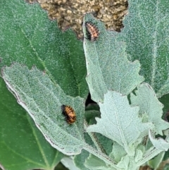 Coccinellidae (family) (Unidentified lady beetle) at Molonglo Valley, ACT - 15 Nov 2023 by galah681