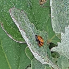 Coccinellidae (family) at NAS100: STEP Dam Lot 100 - 16 Nov 2023 09:42 AM