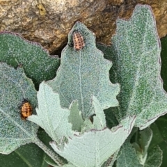 Coccinellidae (family) at NAS100: STEP Dam Lot 100 - 16 Nov 2023 09:42 AM