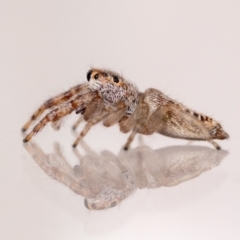 Opisthoncus grassator (Jumping spider) at QPRC LGA - 14 Nov 2023 by MarkT
