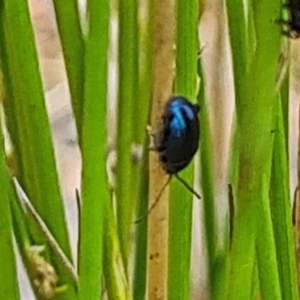 Altica sp. (genus) at Sth Tablelands Ecosystem Park - 16 Nov 2023