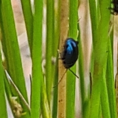 Altica sp. (genus) (Flea beetle) at Sth Tablelands Ecosystem Park - 15 Nov 2023 by galah681