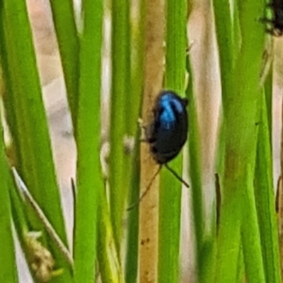 Altica sp. (genus) (Flea beetle) at Molonglo Valley, ACT - 15 Nov 2023 by galah681