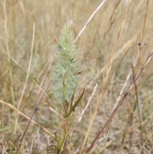 Trifolium angustifolium at Brisbane Grove, NSW - 15 Nov 2023 11:56 AM