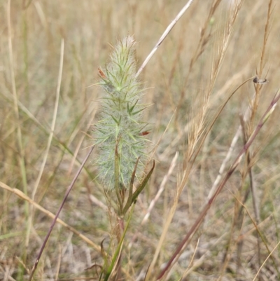 Trifolium angustifolium (Narrowleaf Clover) at Brisbane Grove, NSW - 15 Nov 2023 by AlexJ