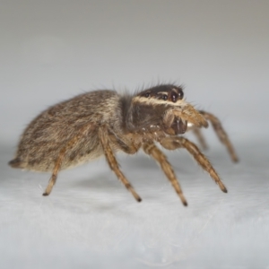 Maratus griseus at QPRC LGA - 14 Nov 2023