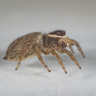Maratus griseus (Jumping spider) at Jerrabomberra, NSW - 14 Nov 2023 by MarkT