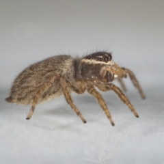 Maratus griseus (Jumping spider) at QPRC LGA - 14 Nov 2023 by MarkT